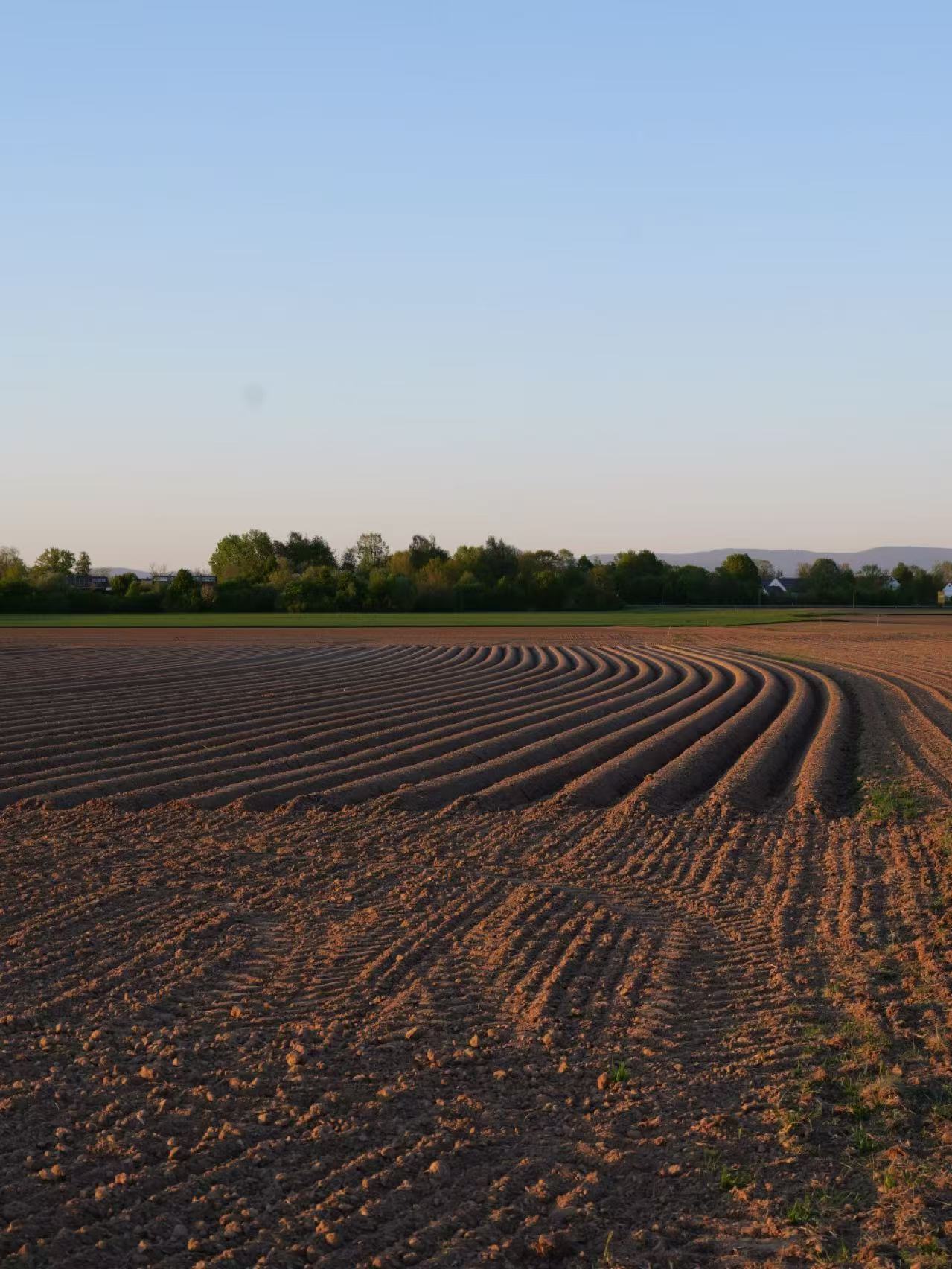 Furrowed field at sunset in Straubing
