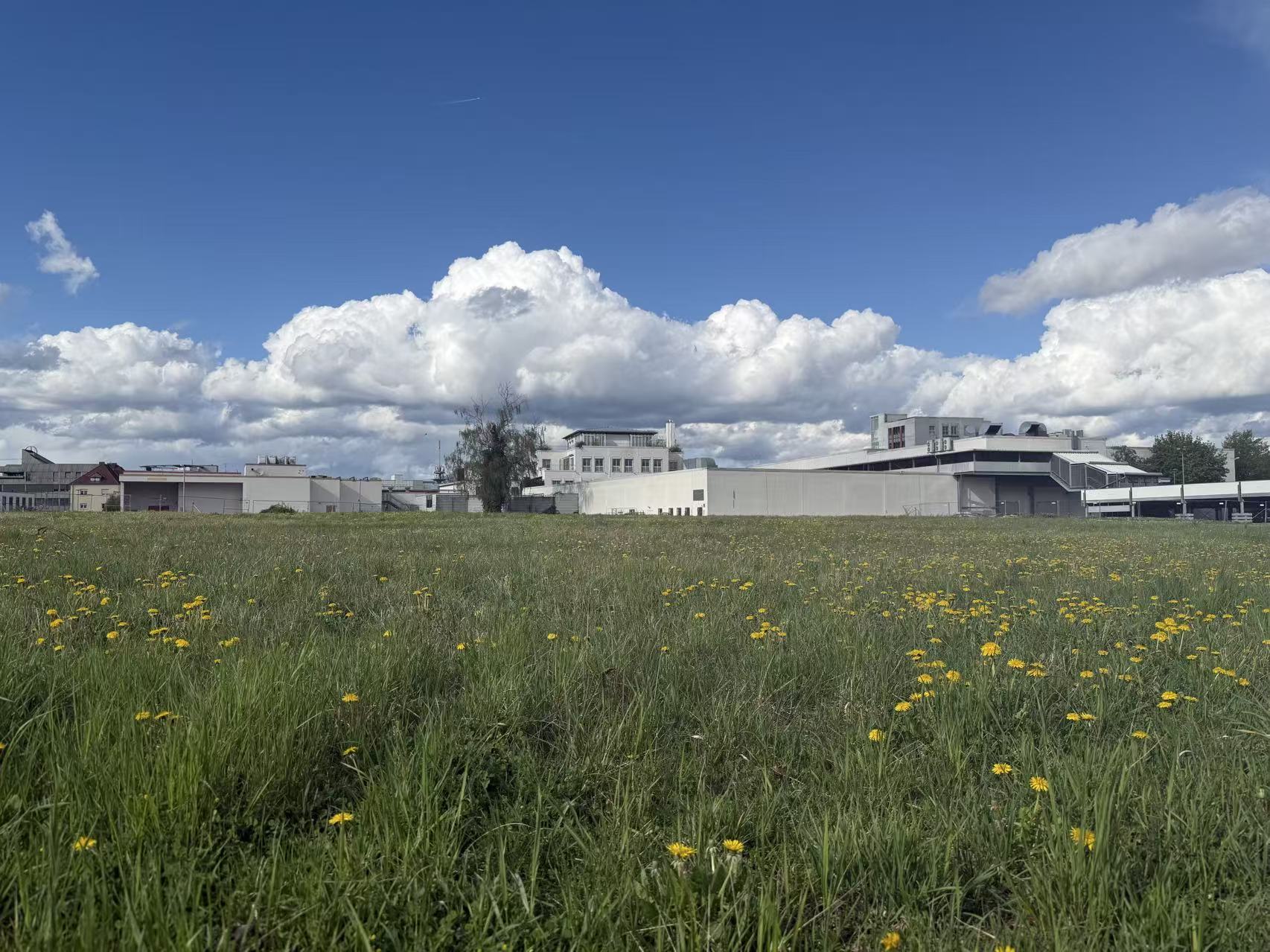 Wildflower meadow under summer clouds in Straubing