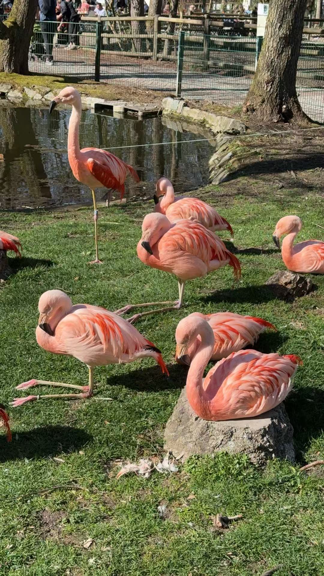 Flamingos in Straubing